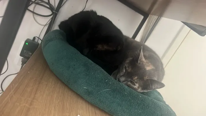 Doação de gatos