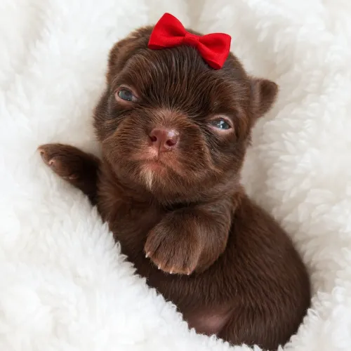 Chihuahua Pêlo Longo - Uma Chocolate Linda.