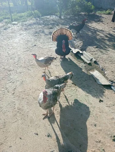 Vendo dois casal de perú lindo e novos 