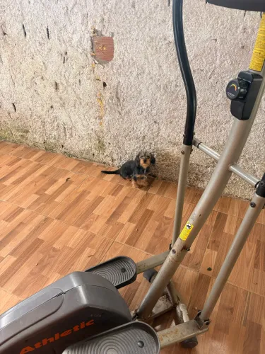 Doação de filhote