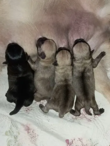 Filhotes de pug para reserva