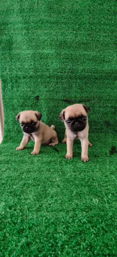 Filhotes de Pug macho