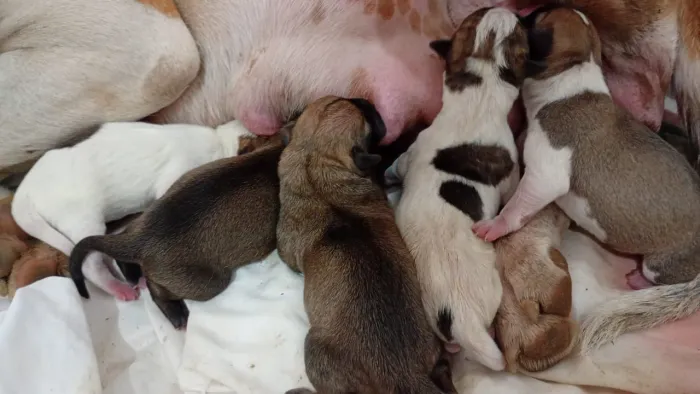 Doação de cachorrinhos