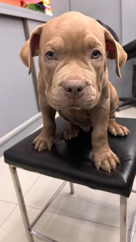 american bully filhote 