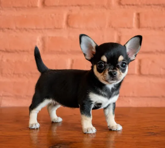 Chihuahua Pêlo Curto!! Macho Black Tan Micro.