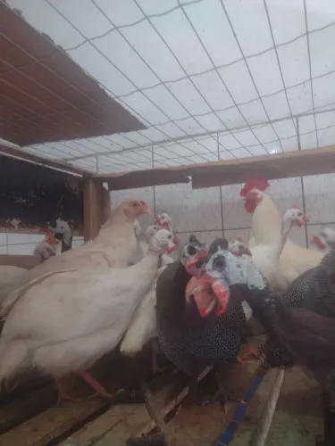 Angolas a partir de 130