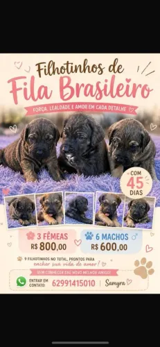 Cachorro fila brasileiro