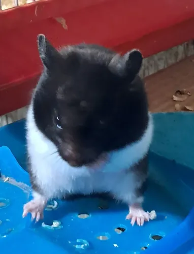 Hamster Sírio Fofos
