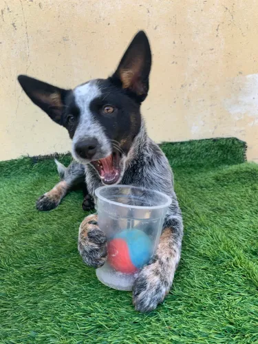 Boiadeiro australiano ( blue heeller)