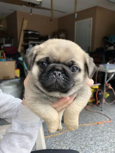 Filhote Pug, Quem precisa de um despertador quando se tem um filhote?