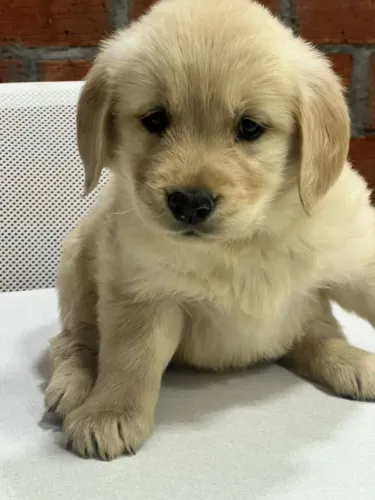 bebe golden