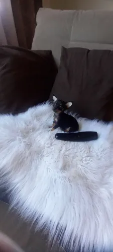 Pinscher Zero Fêmea Linda