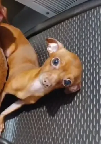 Vendo esse pinscher 1 com 0