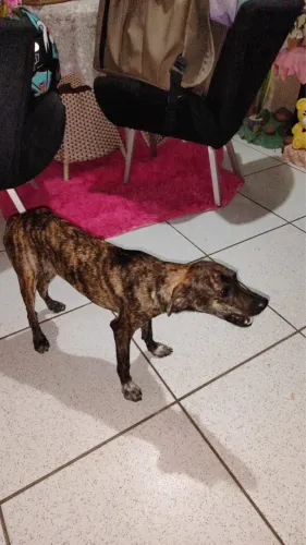 Doação de cachorro dócil