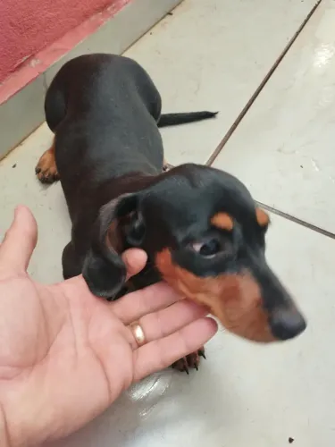 Dachshund o famoso cofap