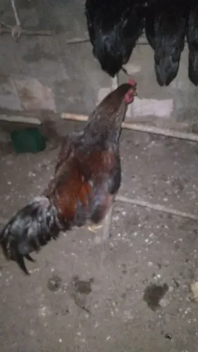 Frango 