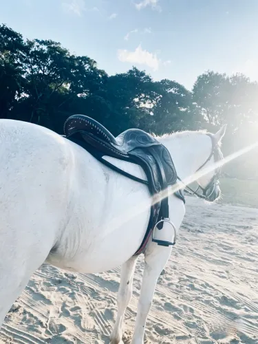 Cavalo de esteira pra vender