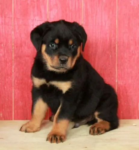 ? Rottweiler forte ? guarda e lealdade extrema