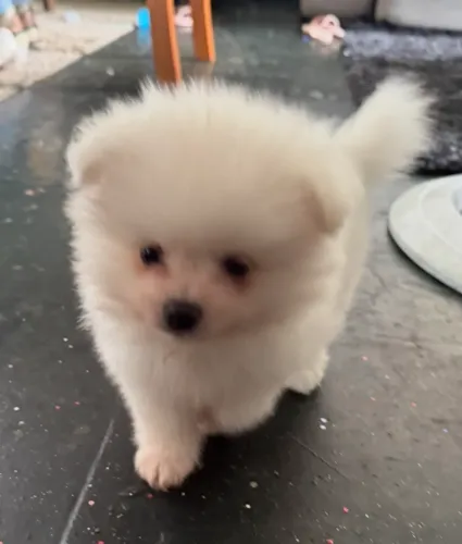 Lindos filhotes de Lulu da Pomerania