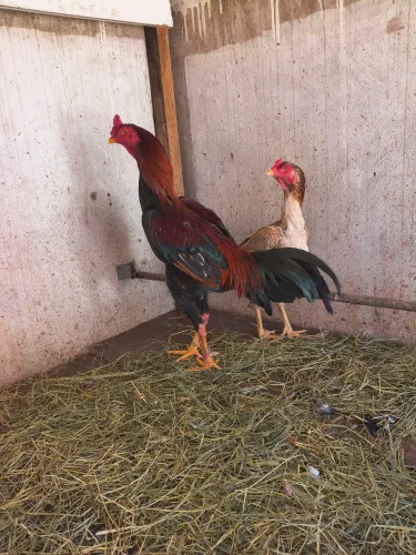Casal de galinha mura