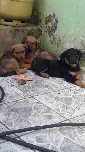 Doação de filhotes de rottweiler quase puro