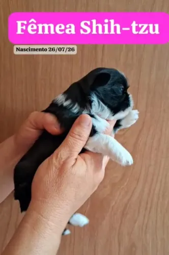 Shih tzu black