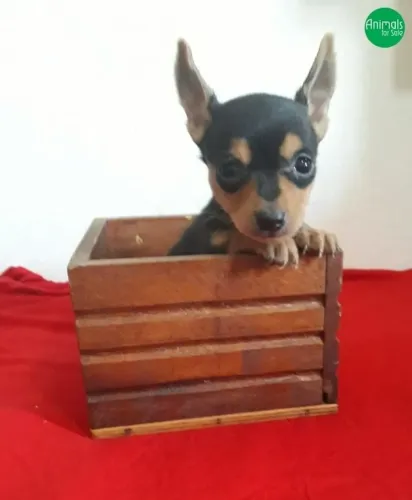Filhotinhos Pinscher/Pincher dócil com contrato e garantia de saúde dócil