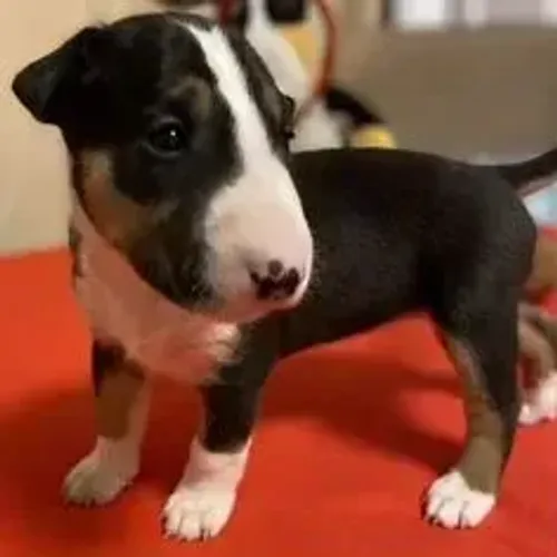 Bull Terrier,Bull Terrier Filhote Selecionado Alta Procedência