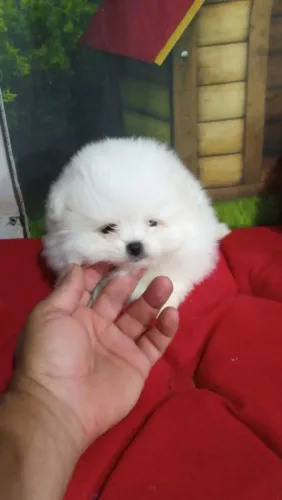 Spitz alemão 