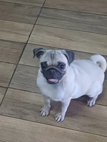 Pug