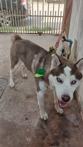 Cachorro adulto husky siberiano