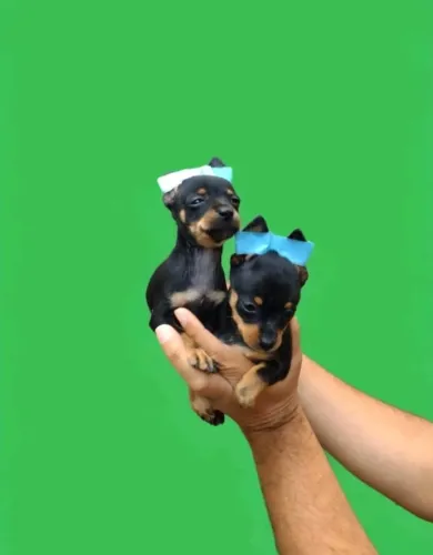 Pinscher macho