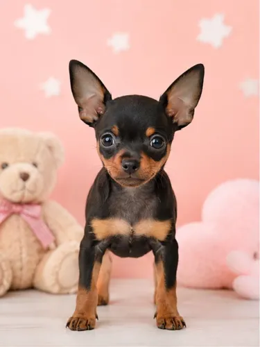 Pinscher -Filhotes com pedigree 