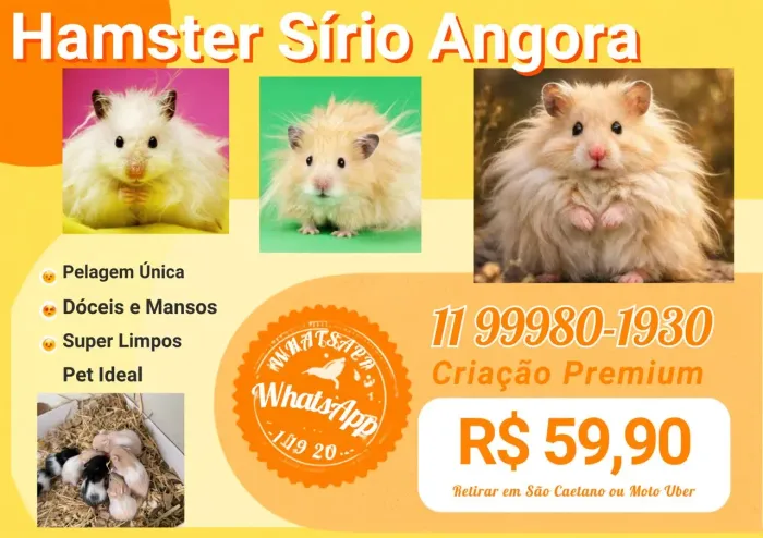 Hamster Sírio Angora