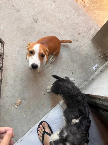 Adoção responsável de dois cachorros, saudáveis vermifugados