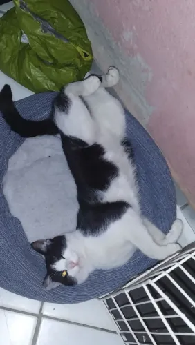 Gatos pra adoção responsável 