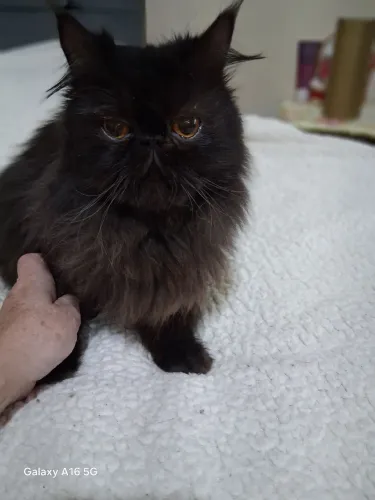 Gato Persa 
