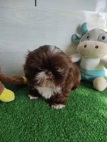 Shih Tzu filhotes saudáveis disponíveis agora