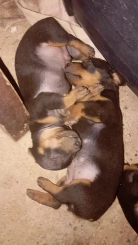 Vendo Pinscher número 1 