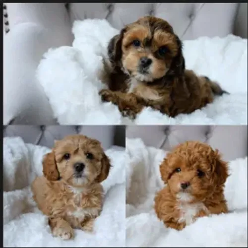 poodle x shitzu