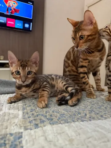 Gato Bengal filhote disponível pronta entrega
