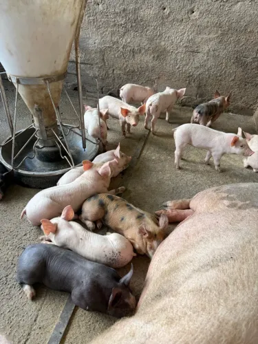 Leitao/ suíno / porco