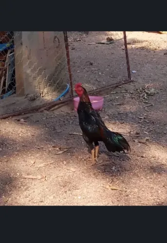 Vendo Galo Índio 