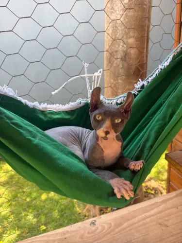 Lindo Sphynx (Elf)