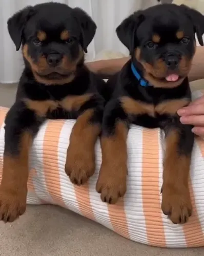 ROTTWEILER MACHOS E FÊMEAS DISPONÍVEIS