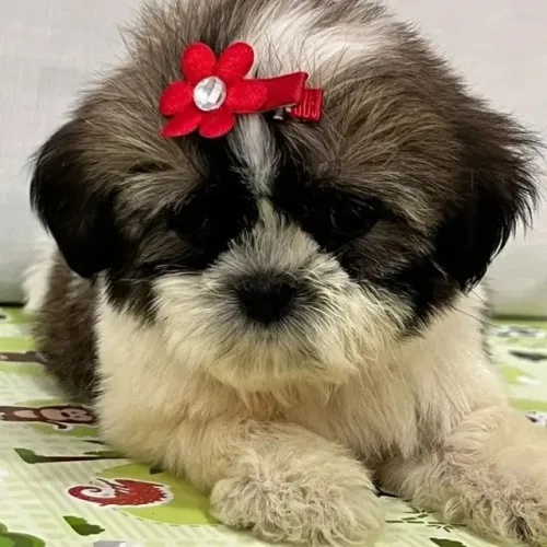 Shih Tzu Pequeno Porte - Filhotes Disponíveis
