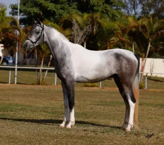 Cavalo árabe