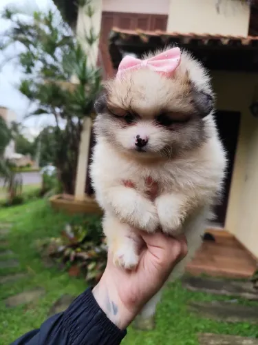 Lulu da Pomerânia fêmea filhote