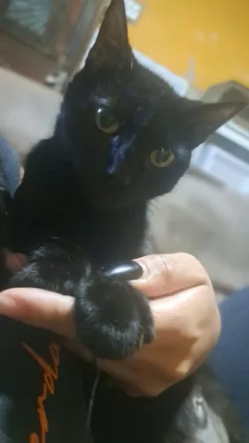 Gatinha para adoção responsável