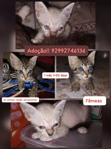Adoção de gatinhas (1 mês+50 dias)